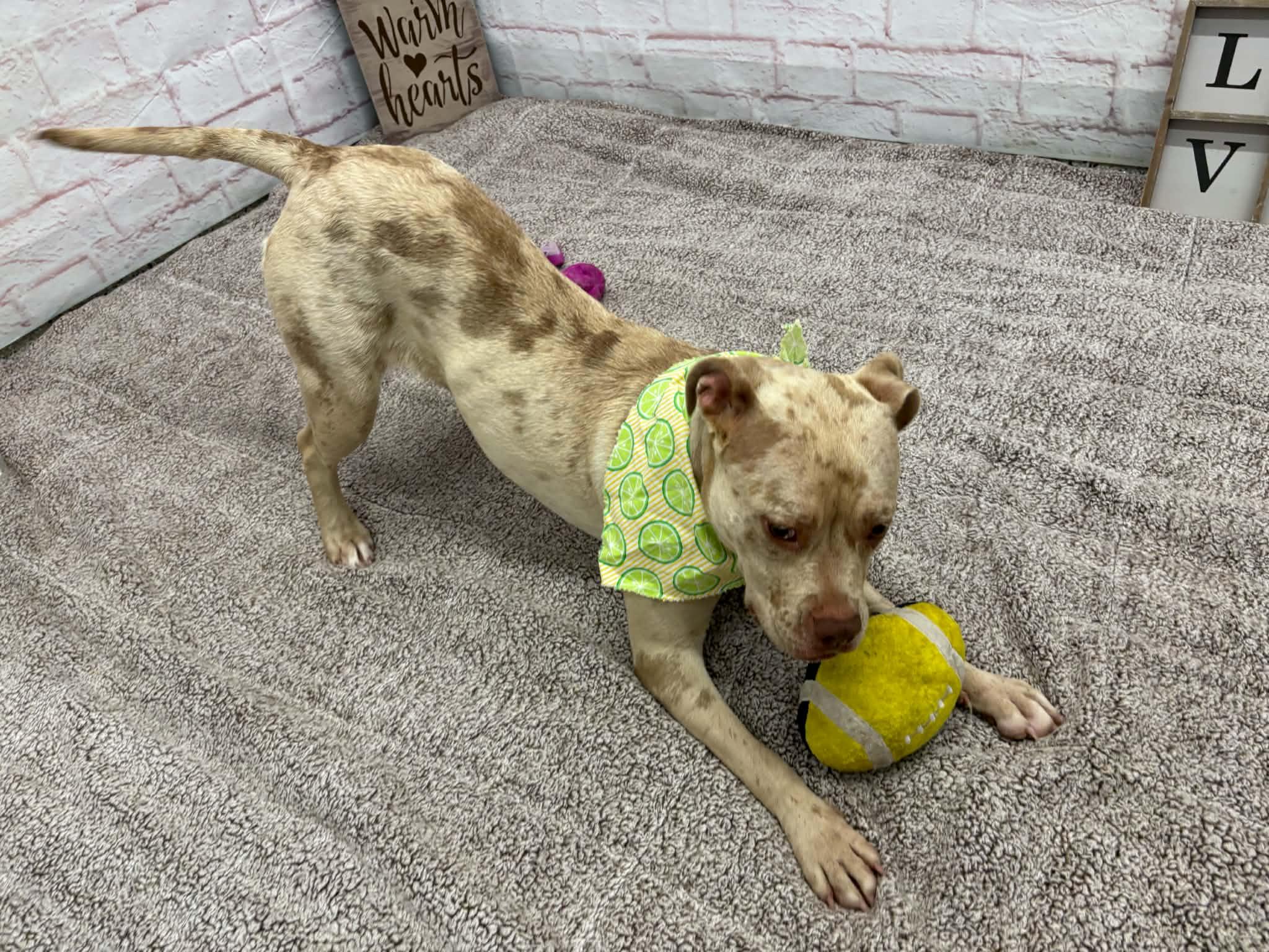 Enlarge Boo, a Adoptable mixed breed in Oxford, MI image 3/6