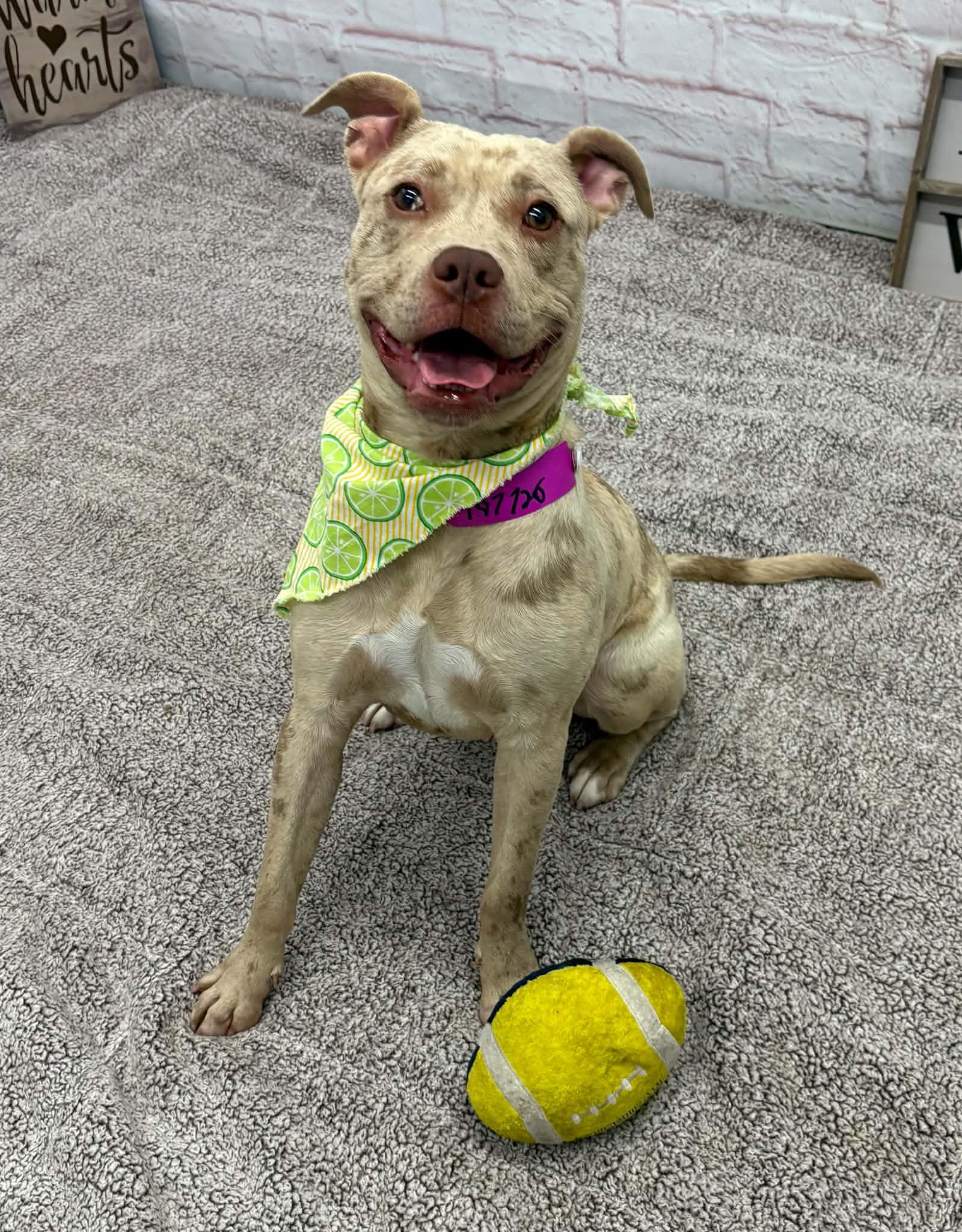 Enlarge Boo, a Adoptable mixed breed in Oxford, MI image 4/6