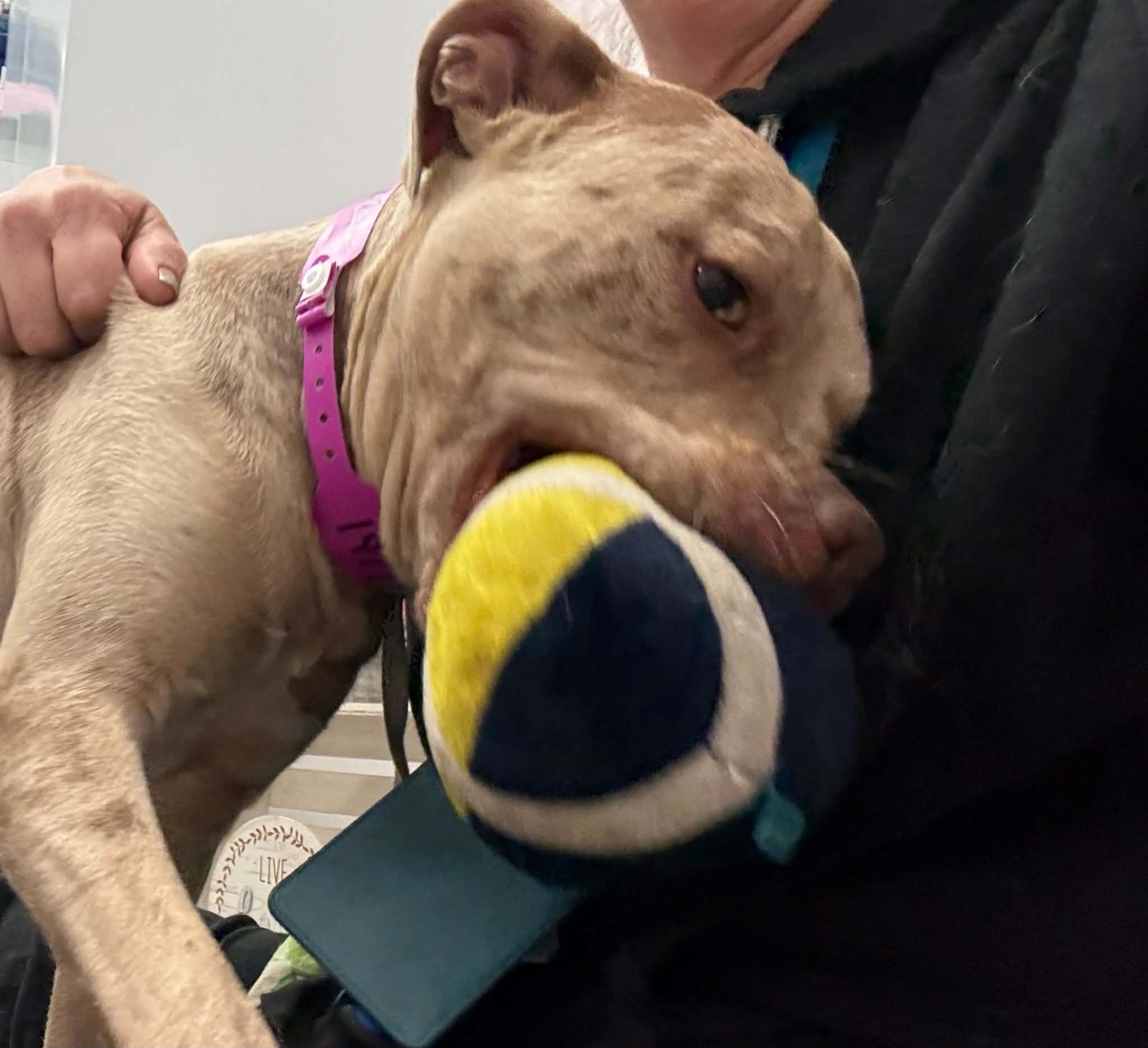 Enlarge Boo, a Adoptable mixed breed in Oxford, MI image 2/6