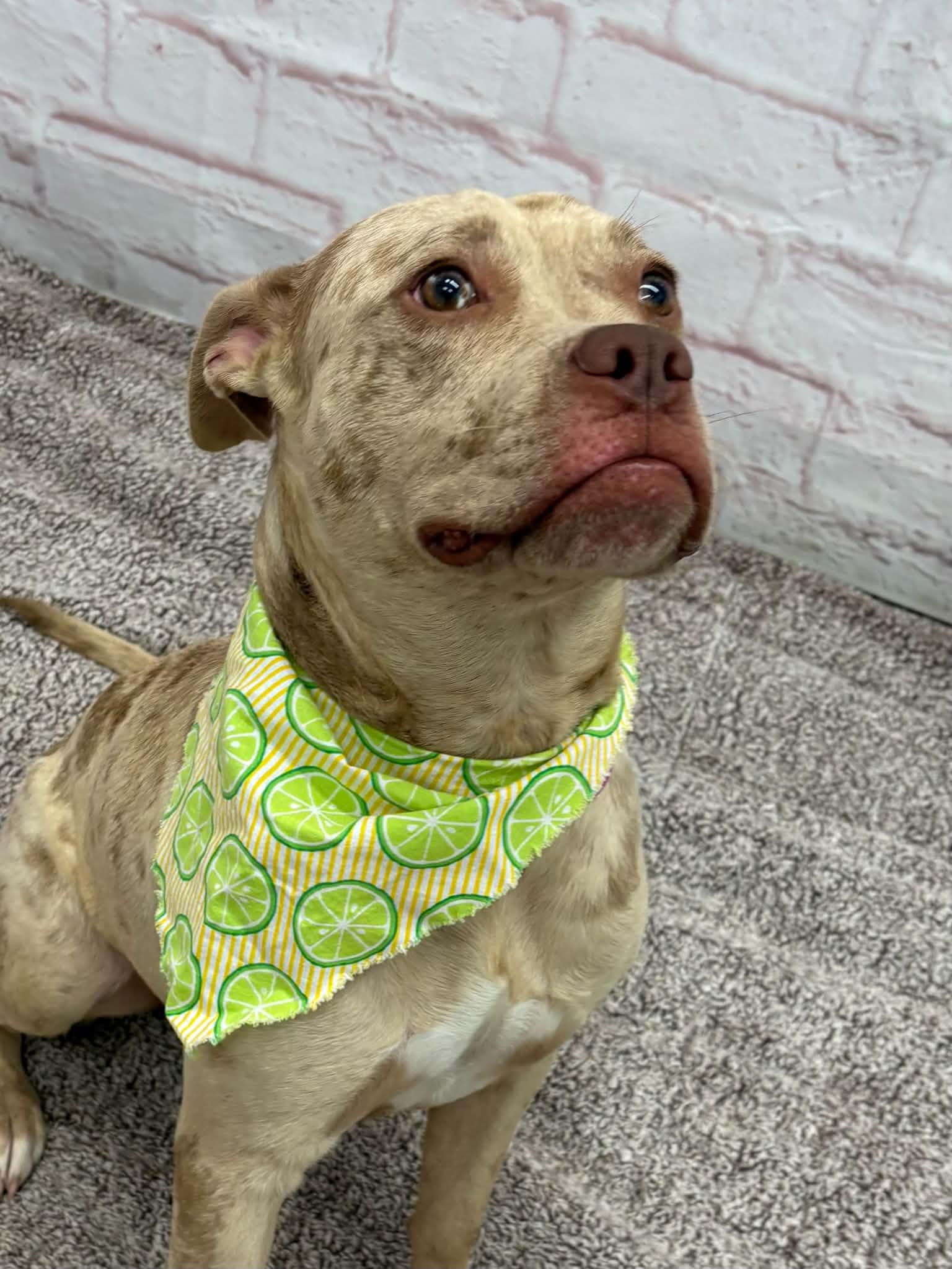 Boo, Adoptable, Puppy Female Boxer & Mixed Breed.