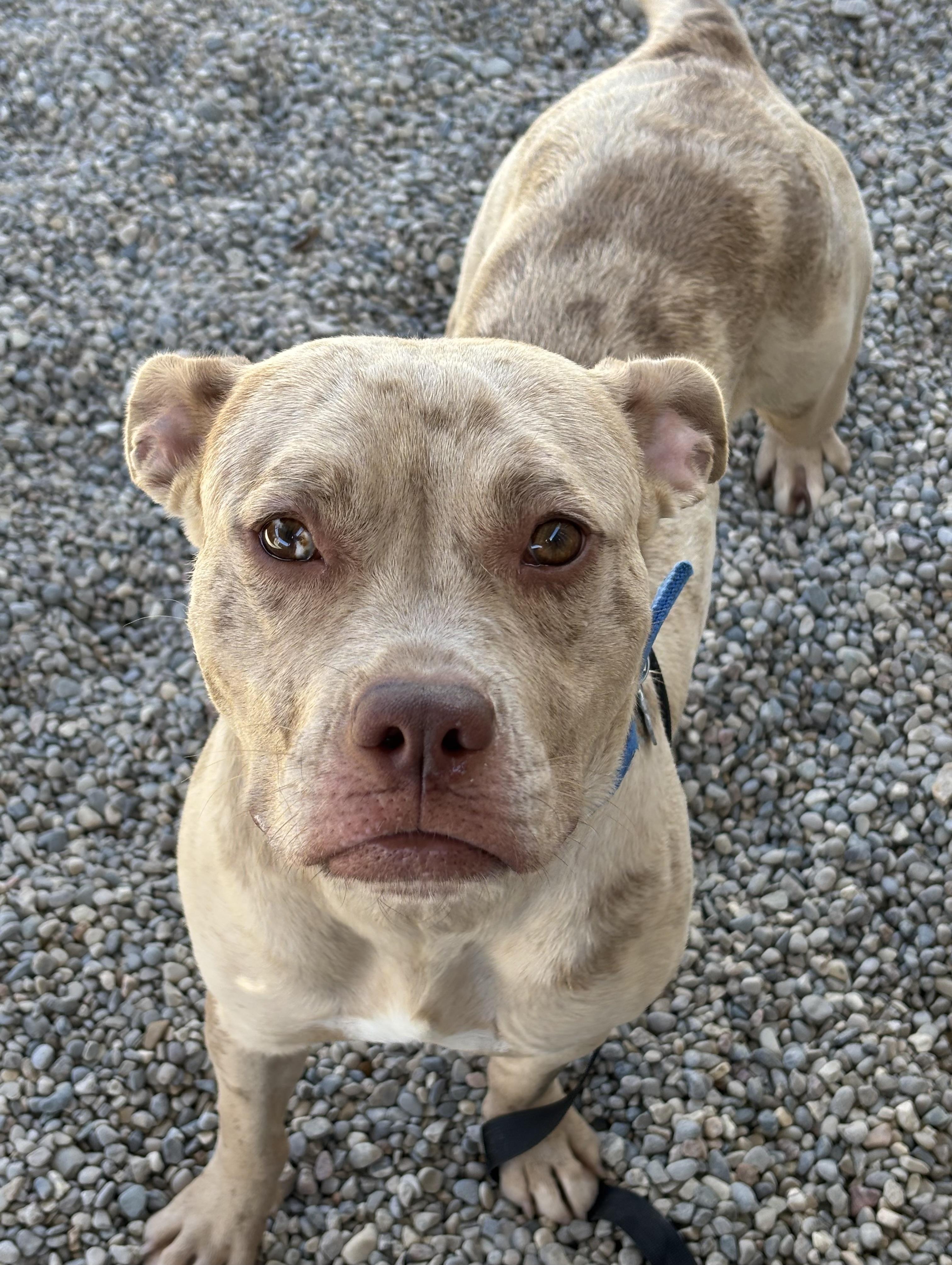 Enlarge Boo, a Adoptable mixed breed in Oxford, MI image 5/6