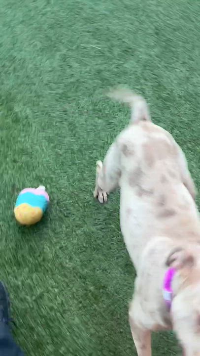 Enlarge Boo, a Adoptable mixed breed in Oxford, MI video 6/6