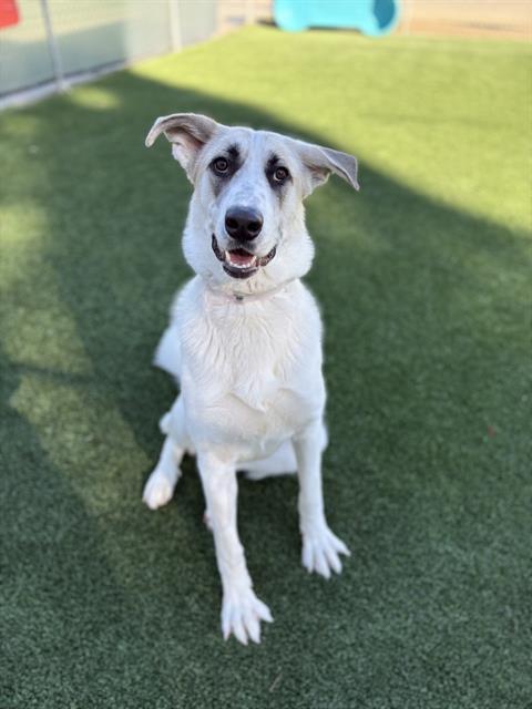 SONDER, Adoptable, Young Female Great Pyrenees & Mastiff.