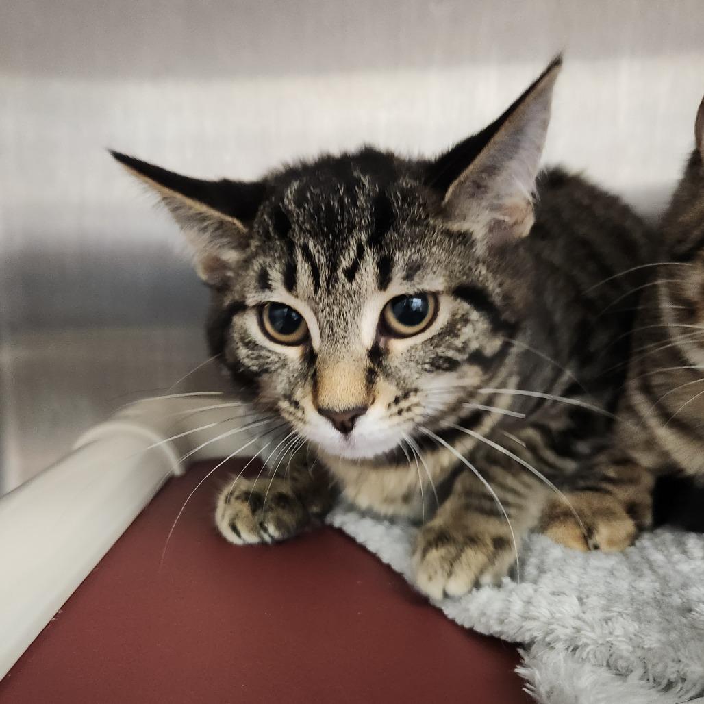 Enlarge OSHA Violation, a Adoptable Domestic Short Hair in Fort Wayne, IN image 1/1