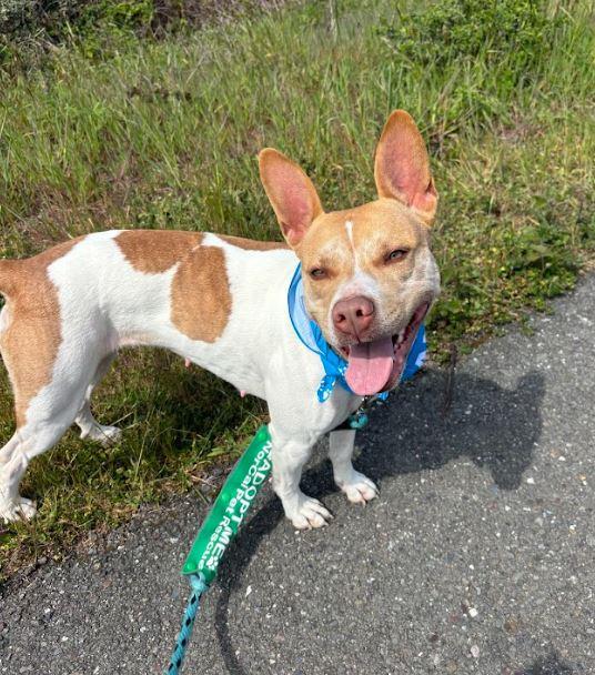 Lucy, Adoptable, Adult Female Pit Bull Terrier & Australian Cattle Dog / Blue Heeler.