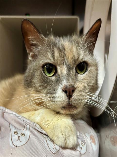 EUDORA, Adoptable, Adult Female Domestic Short Hair.