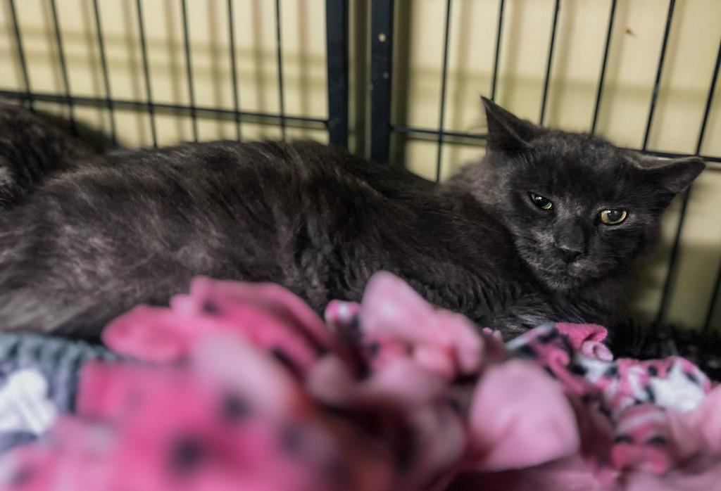 Body Shot, Adoptable, Young Male Domestic Medium Hair.