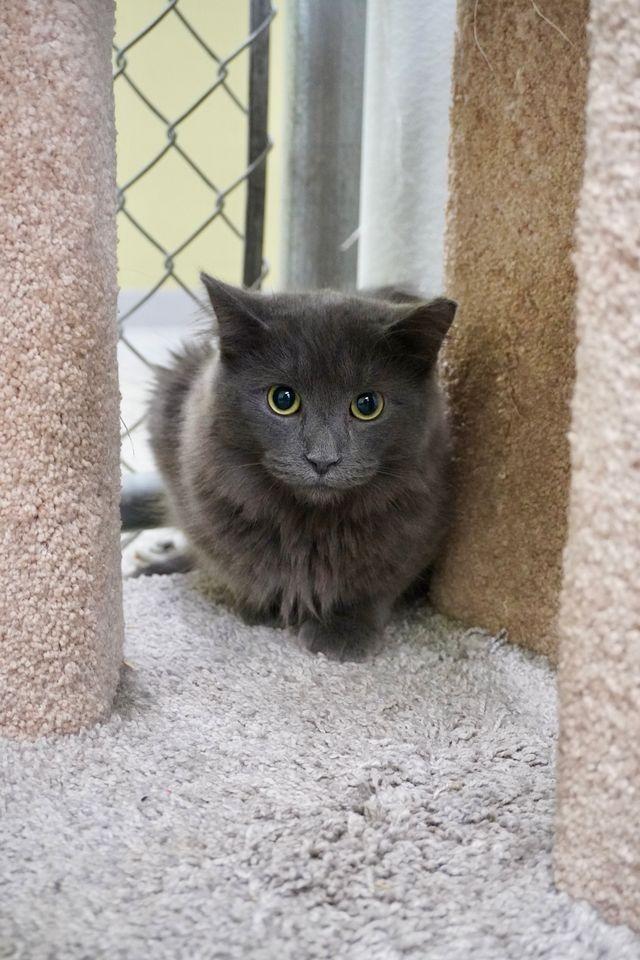 Enlarge Body Shot (Benjamin), a Adopted mixed breed in Auburn, IN image 2/2