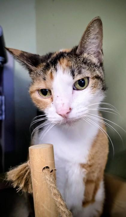 Jameelah, Adoptable, Adult Female Domestic Short Hair & Domestic Short Hair.