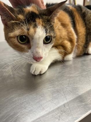 Jameelah, Adoptable, Adult Female Domestic Short Hair & Domestic Short Hair.