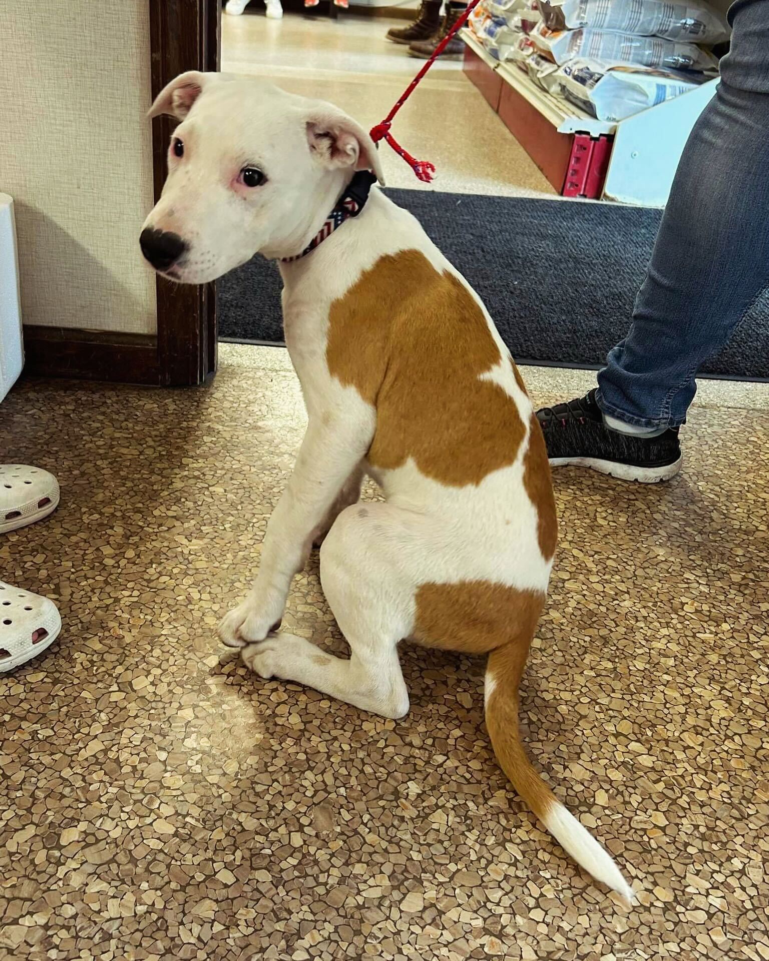 Buddy, Adopted, Young Male Pit Bull Terrier.