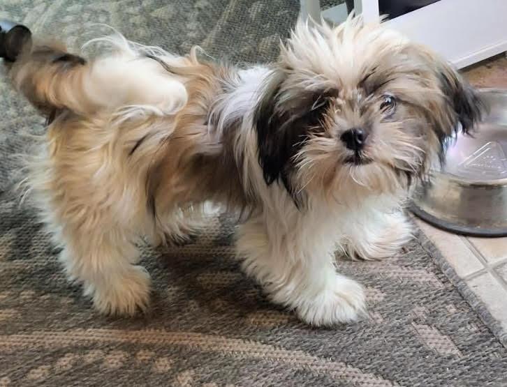 Willow, a ADOPTABLE Shih Tzu in Zanesville, OH image 1/3