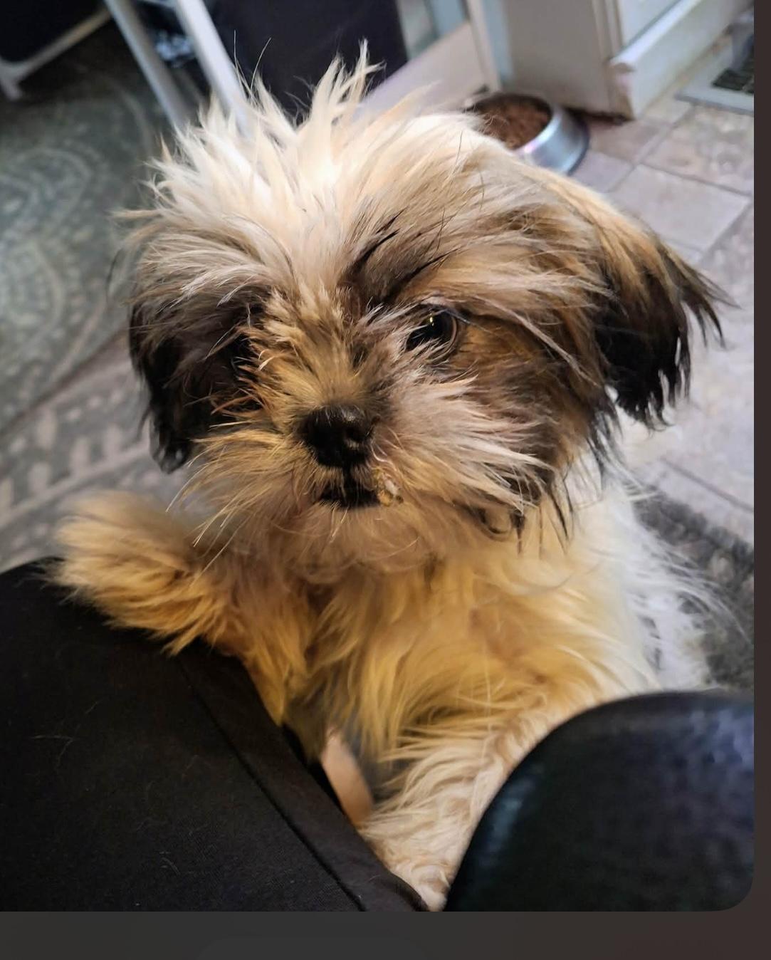 Willow, a ADOPTABLE Shih Tzu in Zanesville, OH image 2/3