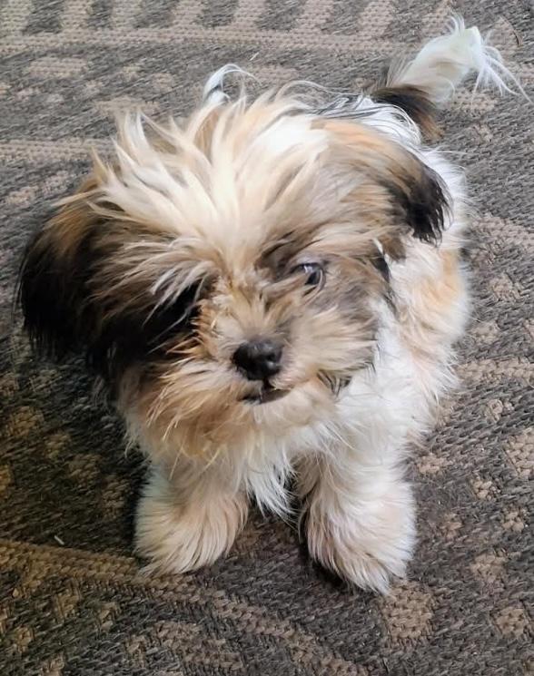Willow, a ADOPTABLE Shih Tzu in Zanesville, OH image 3/3