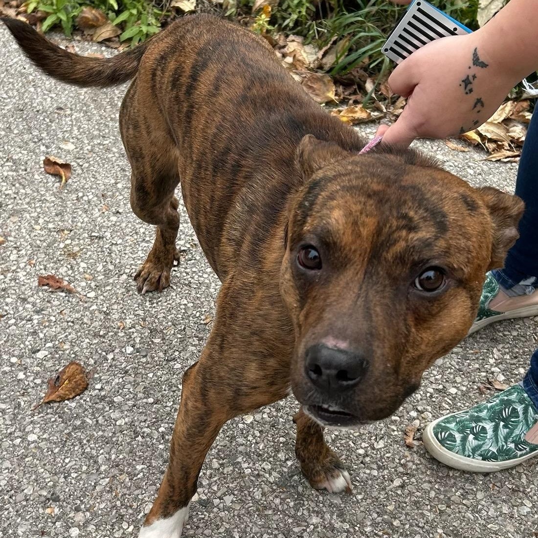 Enlarge Duke, a Adoptable mixed breed in Traverse City, MI image 1/2
