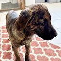 Enlarge Duke, a Adoptable mixed breed in Traverse City, MI image 2/2