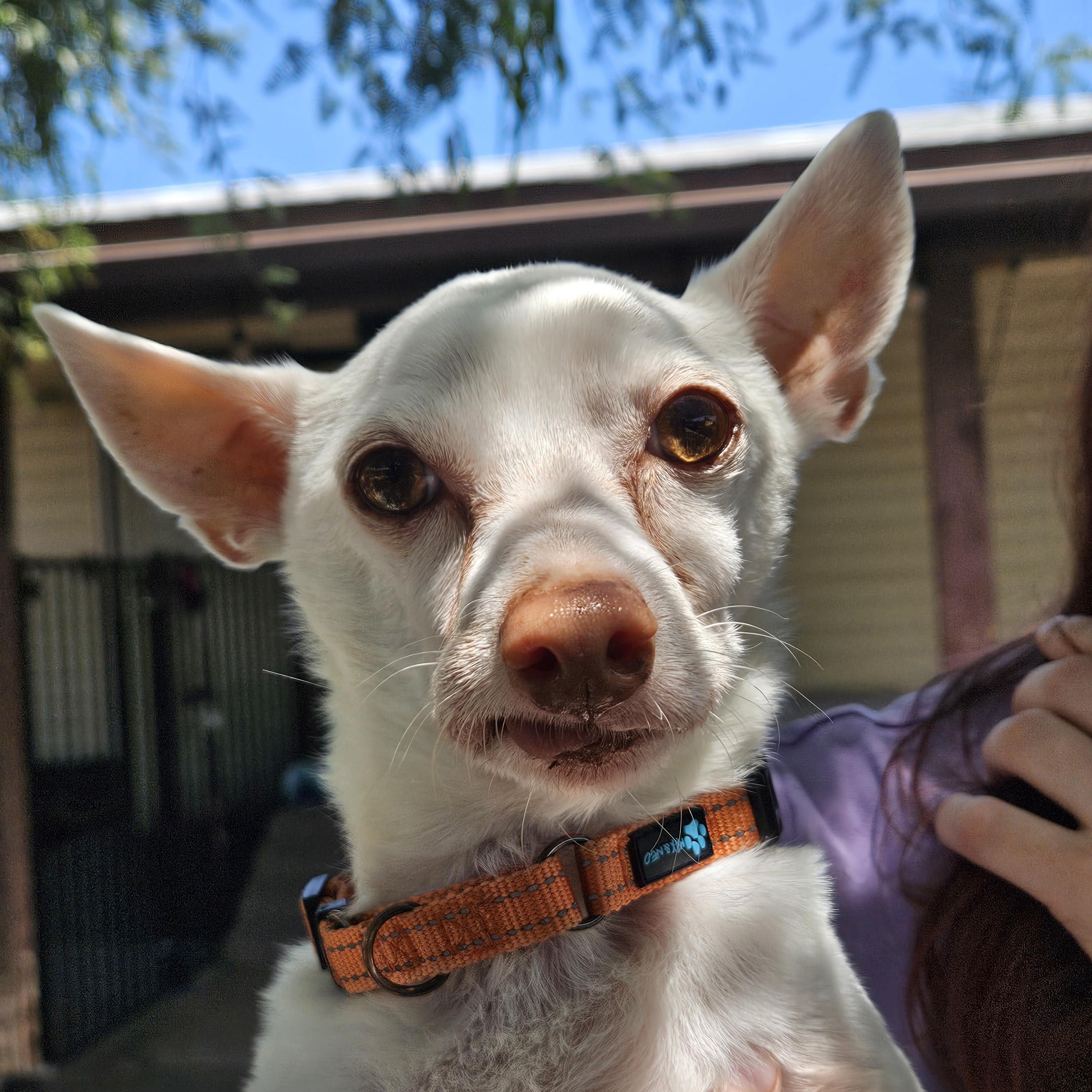 Marco, a ADOPTABLE mixed breed in New River, AZ image 1/6