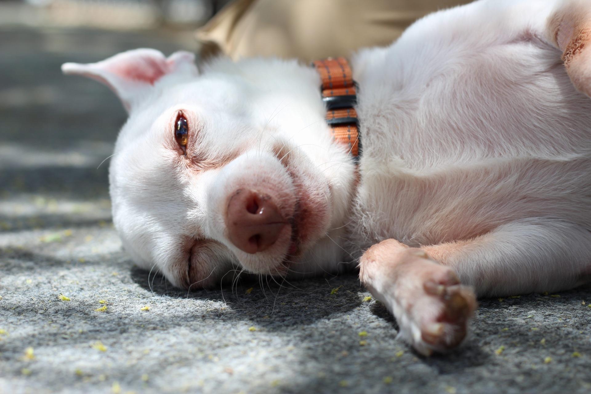Marco, a ADOPTABLE mixed breed in New River, AZ image 4/6