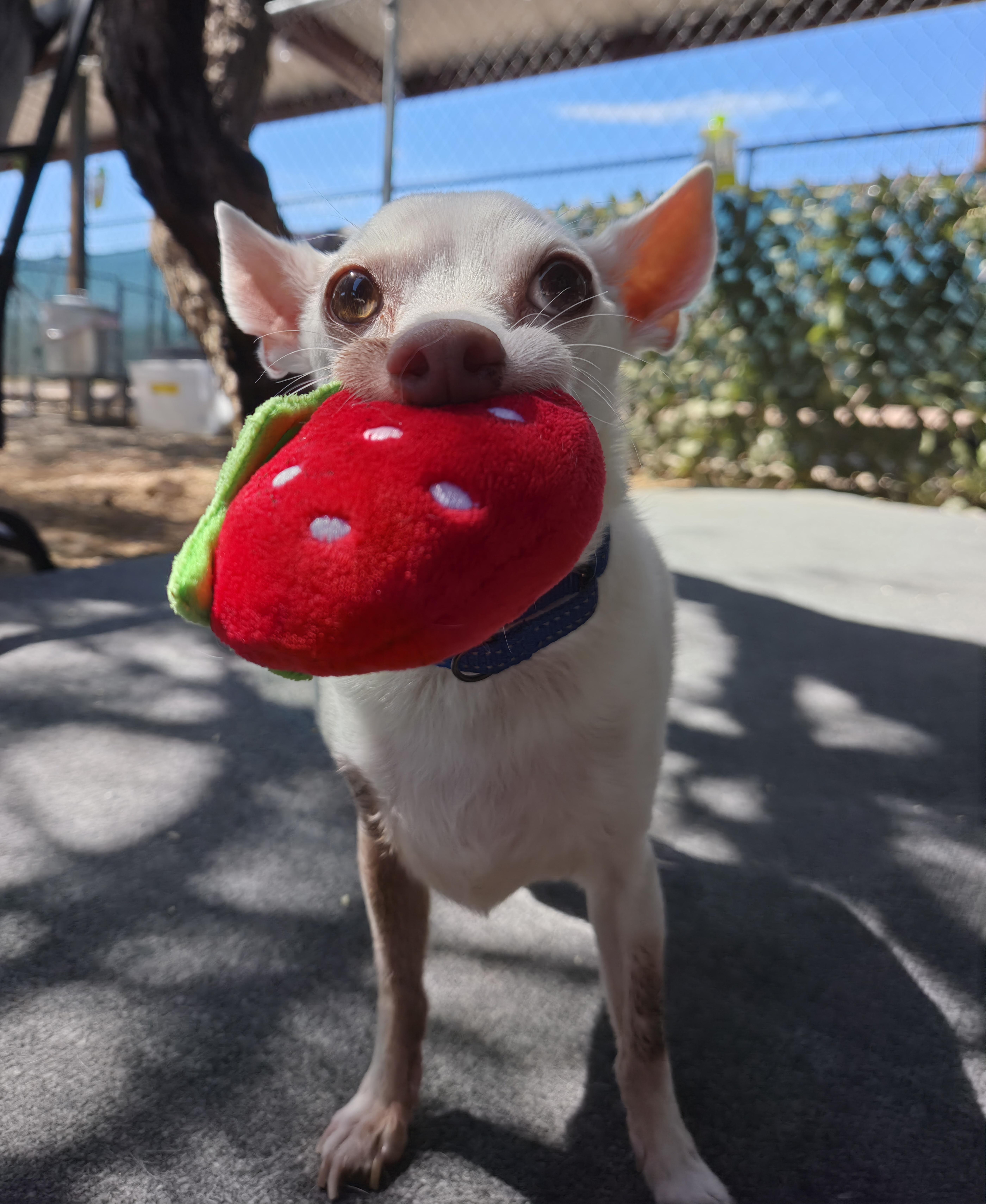 Enlarge Marco, a Adoptable mixed breed in New River, AZ image 2/6