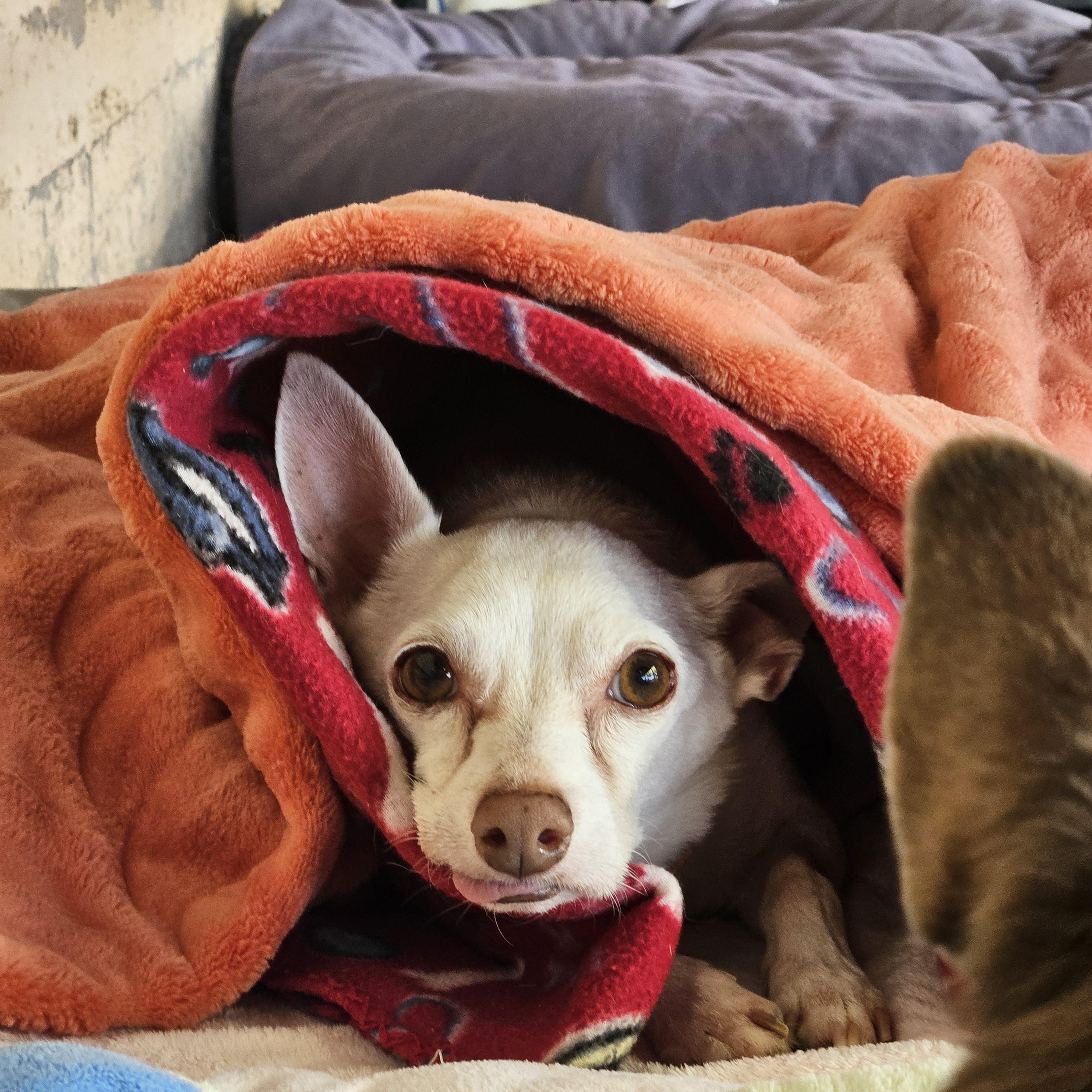 Marco, a ADOPTABLE mixed breed in New River, AZ image 5/6