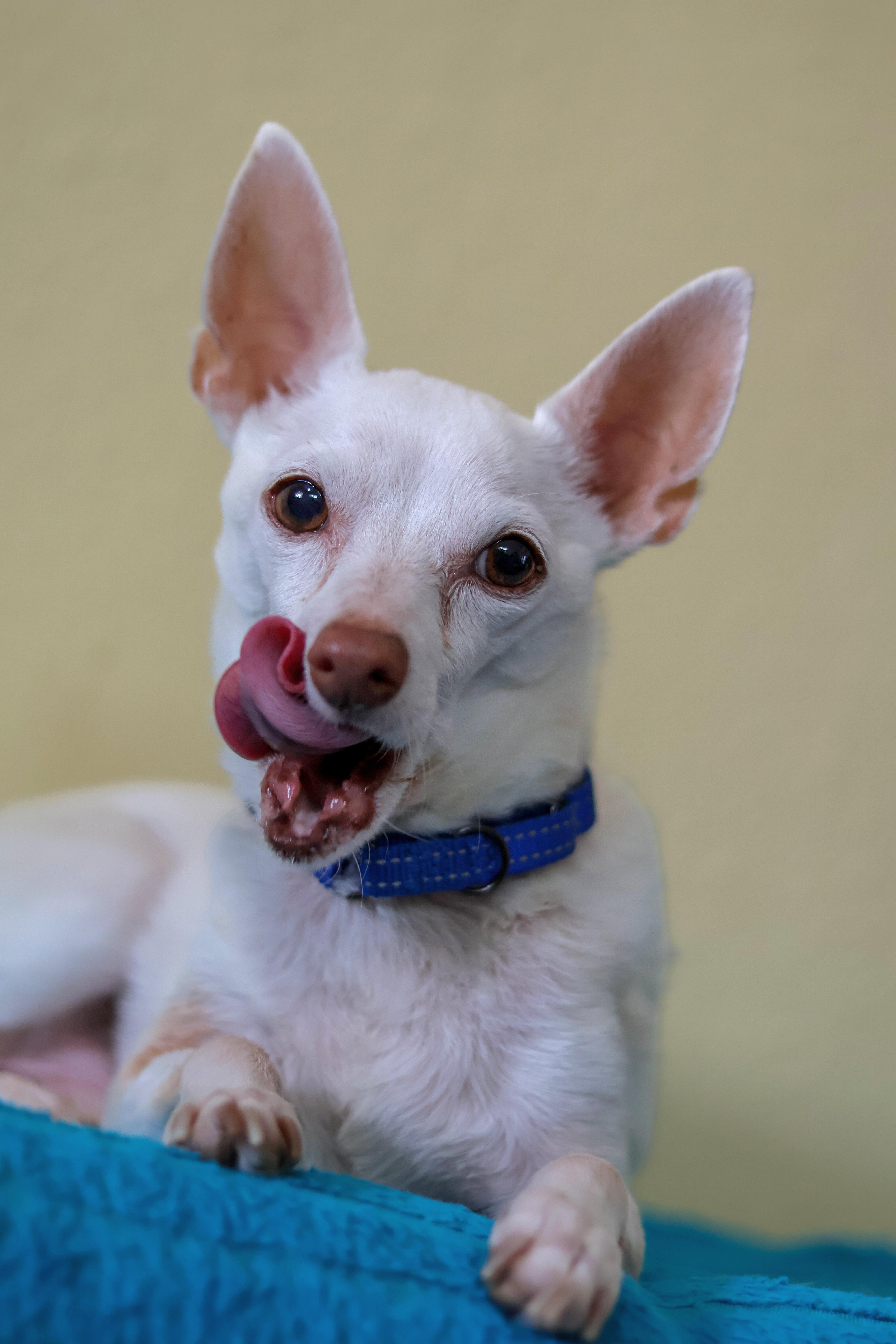 Enlarge Marco, a Adoptable mixed breed in New River, AZ image 3/6