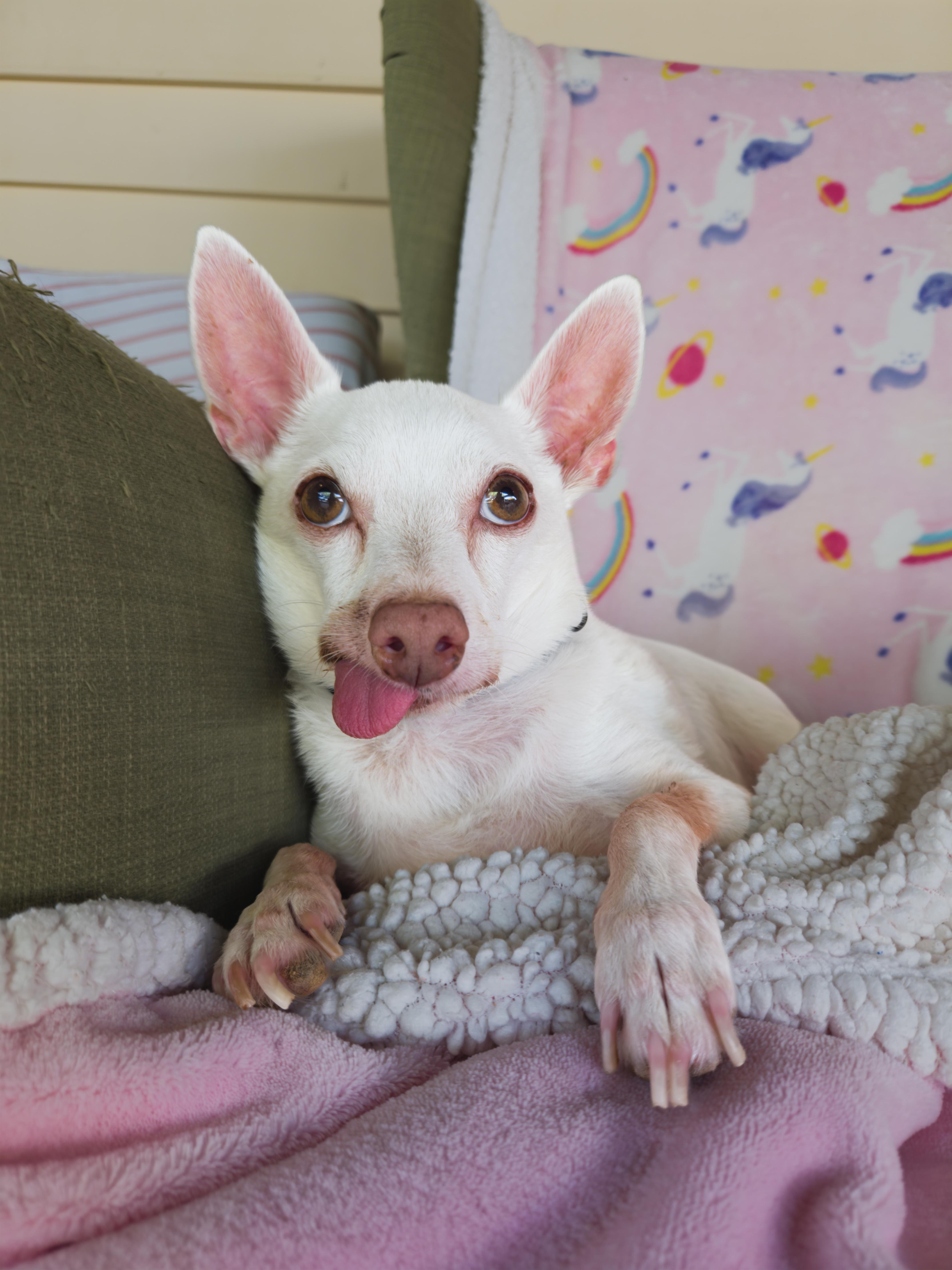 Marco, Adoptable, Senior Male Chihuahua.