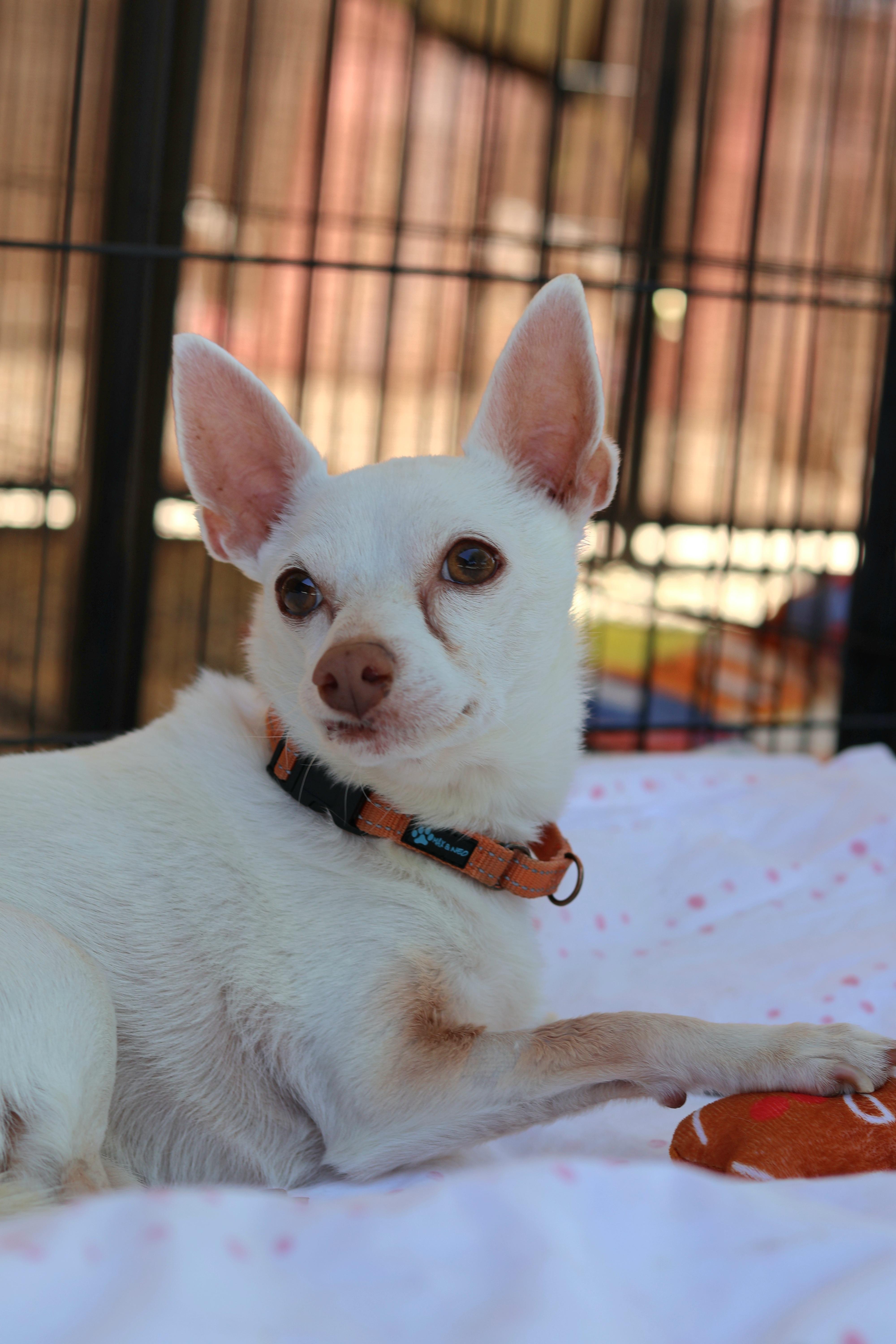 Enlarge Marco, a Adoptable mixed breed in New River, AZ image 4/6