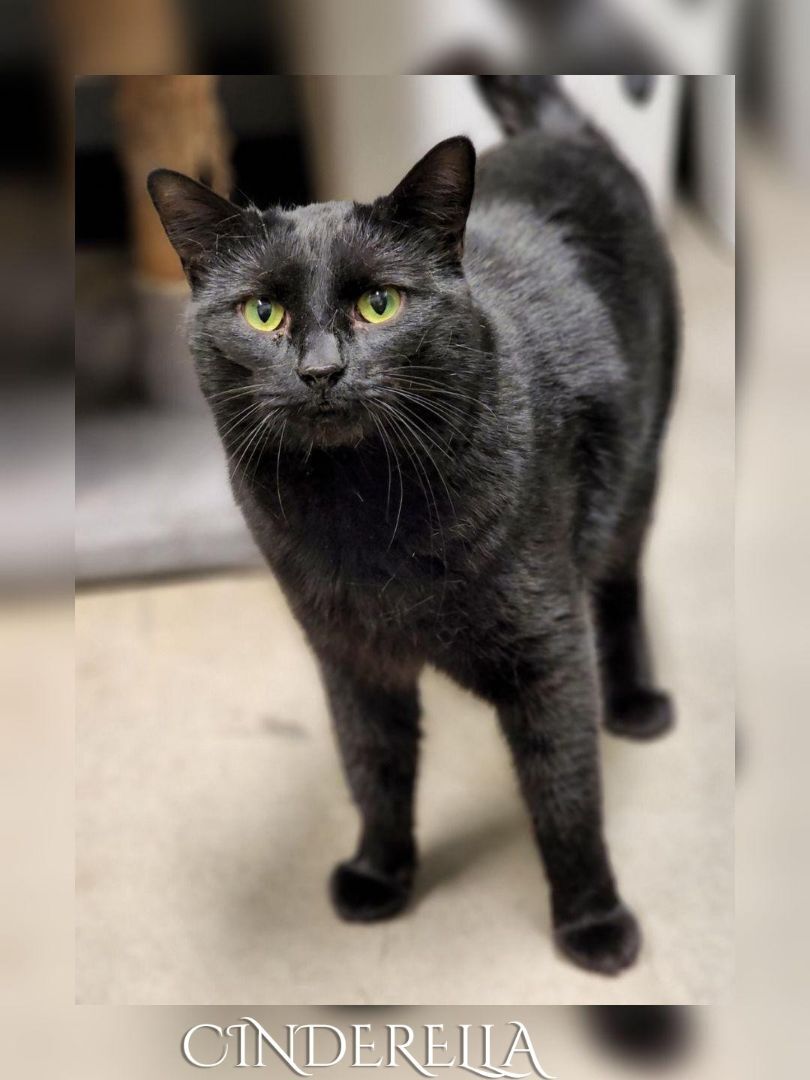 Cinderella, a Adoptable Domestic Short Hair in Whiting, IN image 2/3
