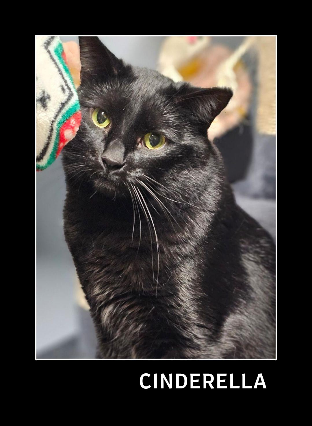 Cinderella, a Adoptable Domestic Short Hair in Whiting, IN image 1/3