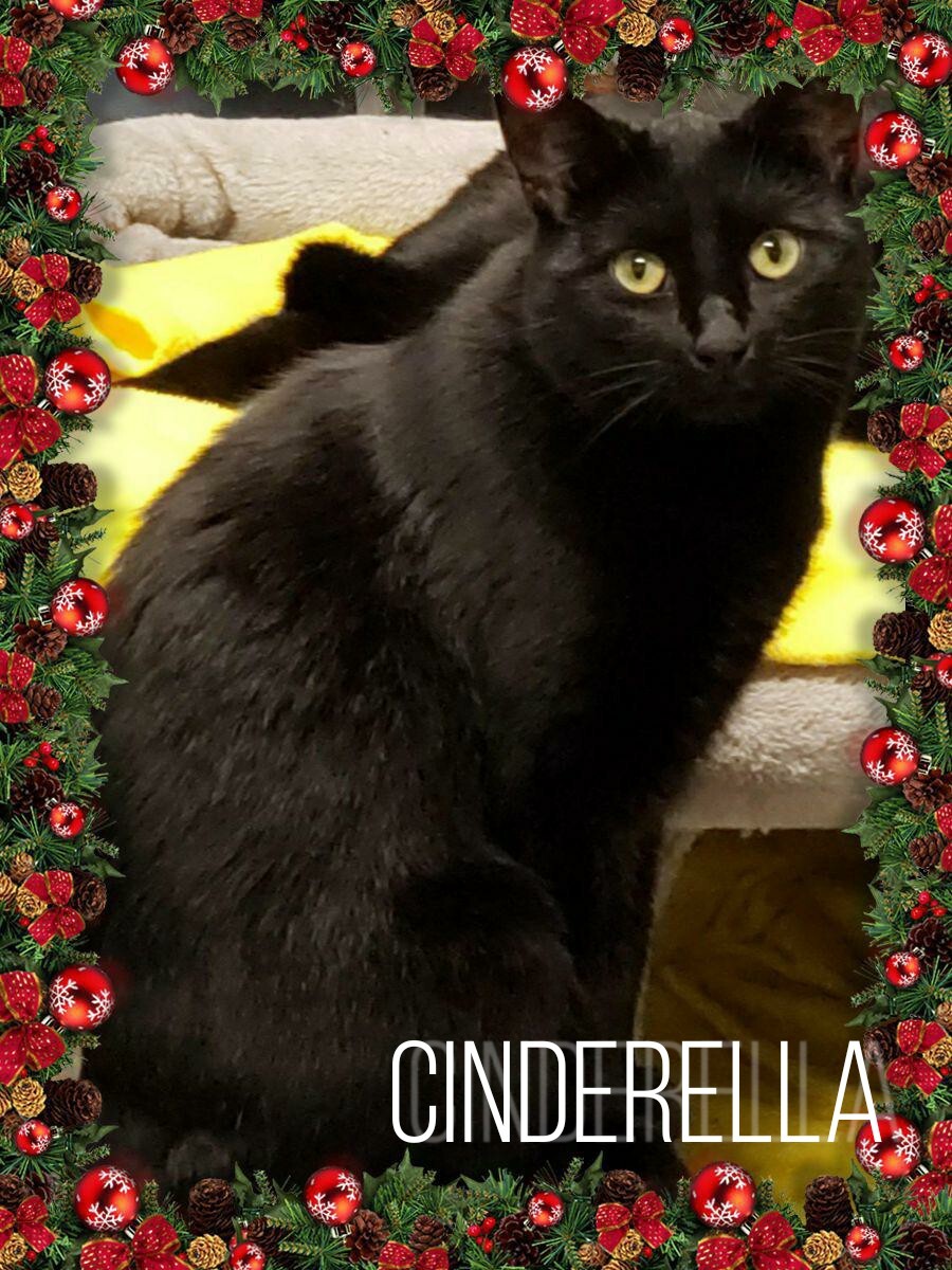 Cinderella, a Adoptable Domestic Short Hair in Whiting, IN image 3/3