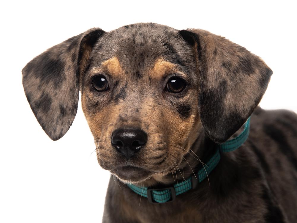 Silas, a ADOPTABLE mixed breed in Cookeville, TN image 1/5