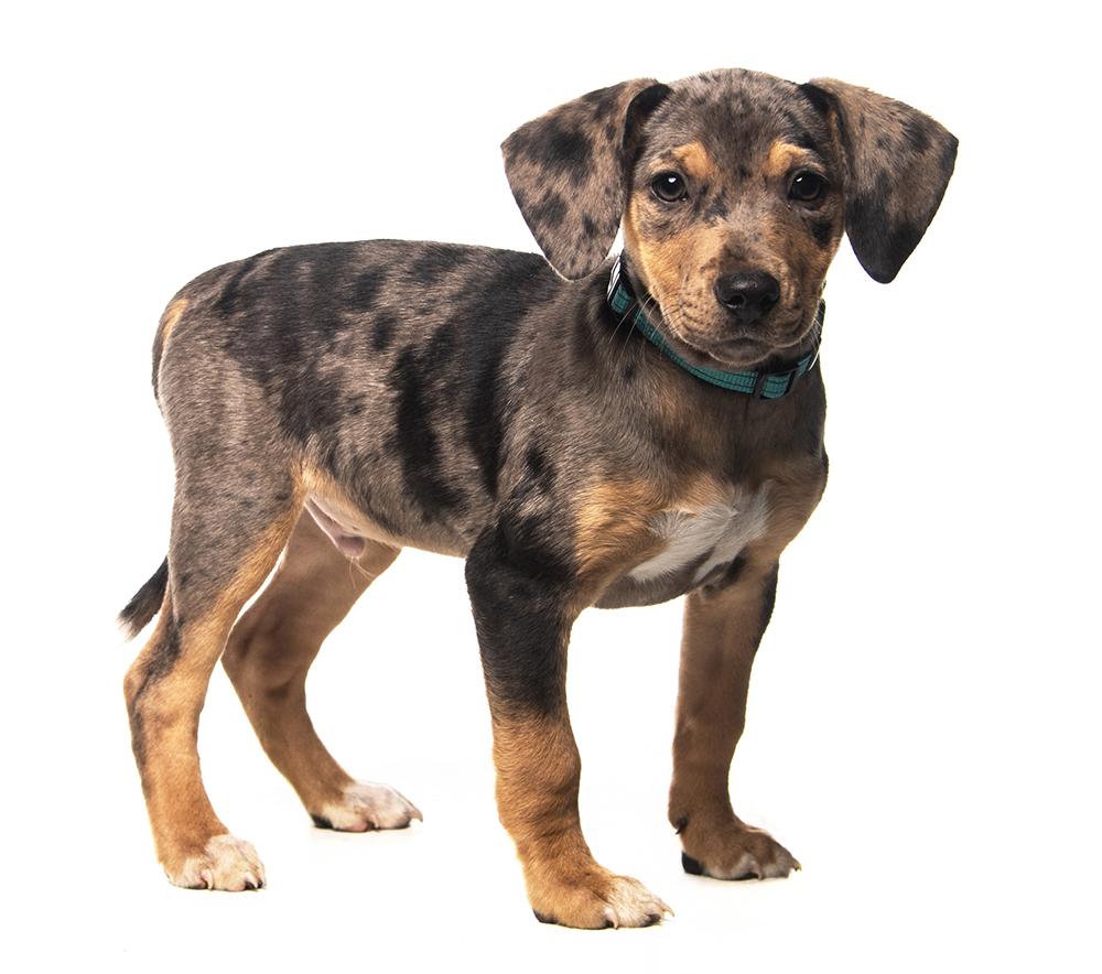 Silas, a ADOPTABLE mixed breed in Cookeville, TN image 2/5