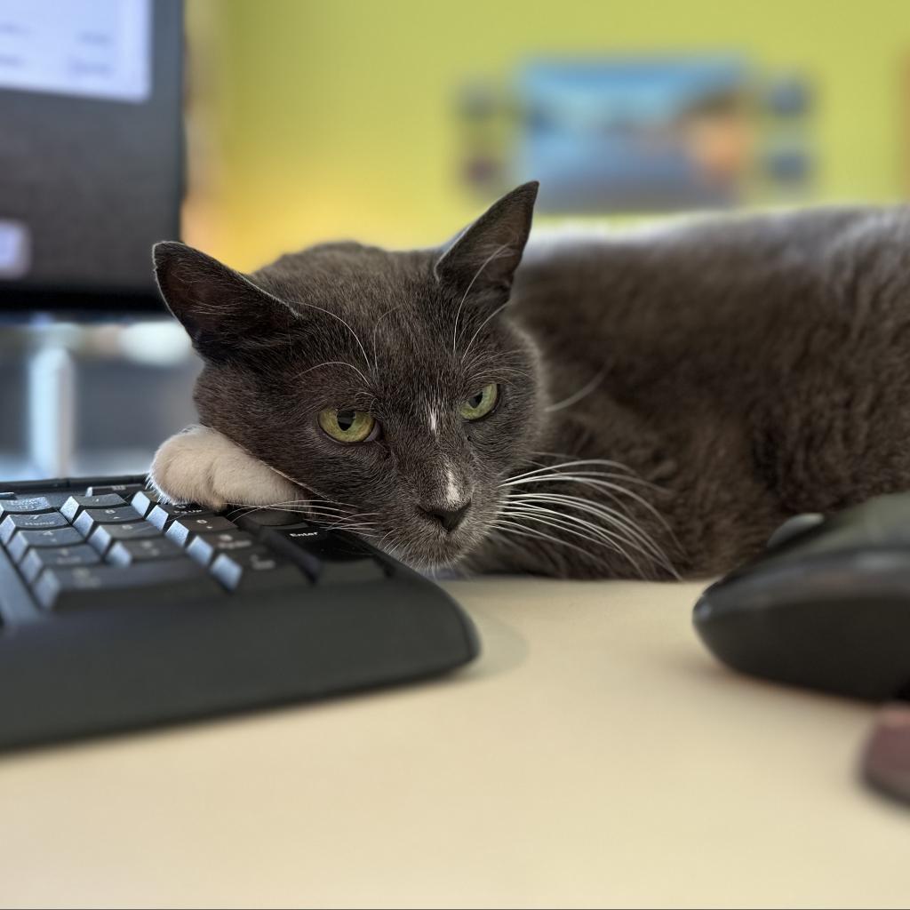 Glamour, Adoptable, Senior Female Domestic Short Hair.