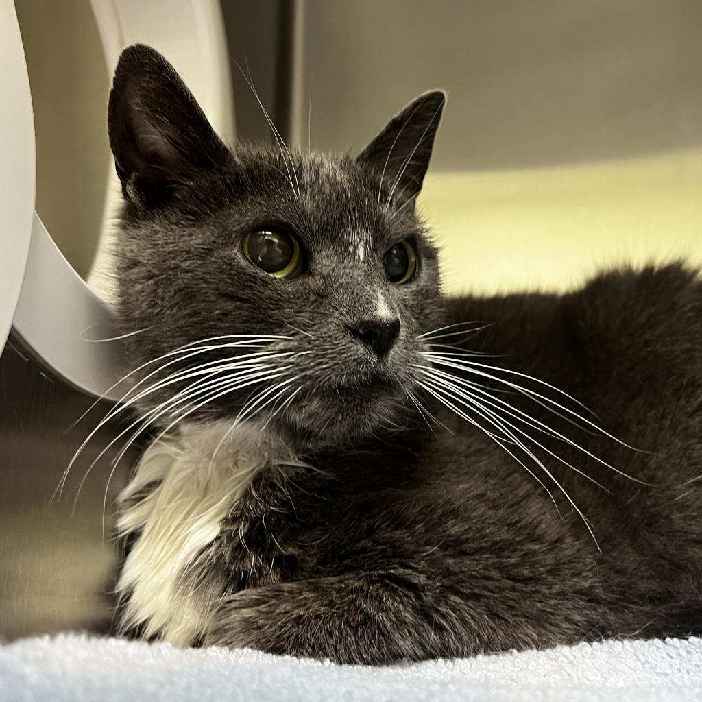 Glamour, a Adoptable Domestic Short Hair in Lynchburg, VA image 1/2