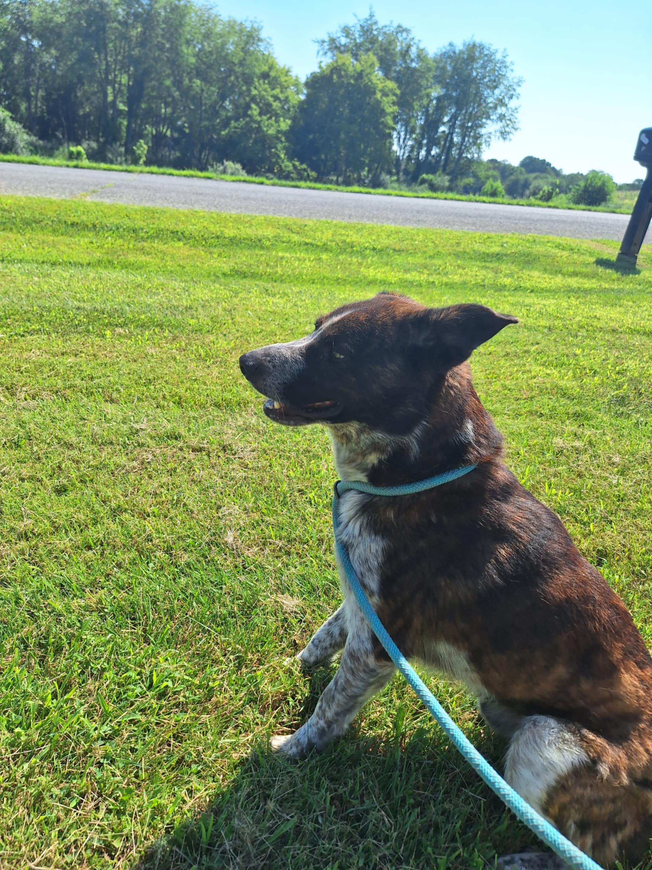 Leo, Adoptable, Adult Male Mixed Breed.