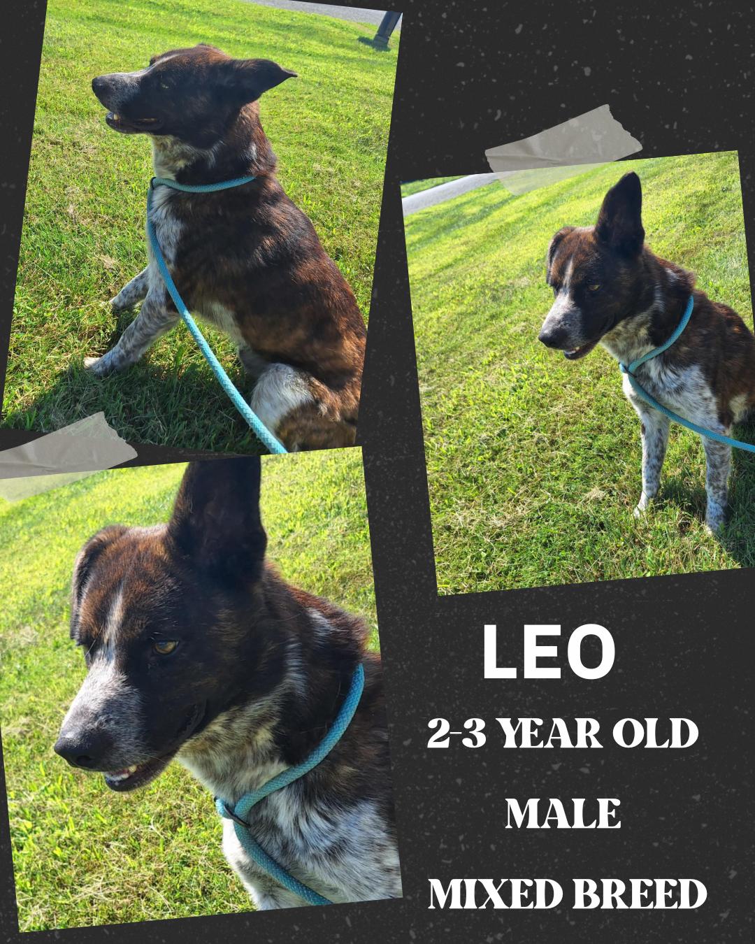 Leo, a Adoptable Mixed Breed in Dublin, VA image 2/3