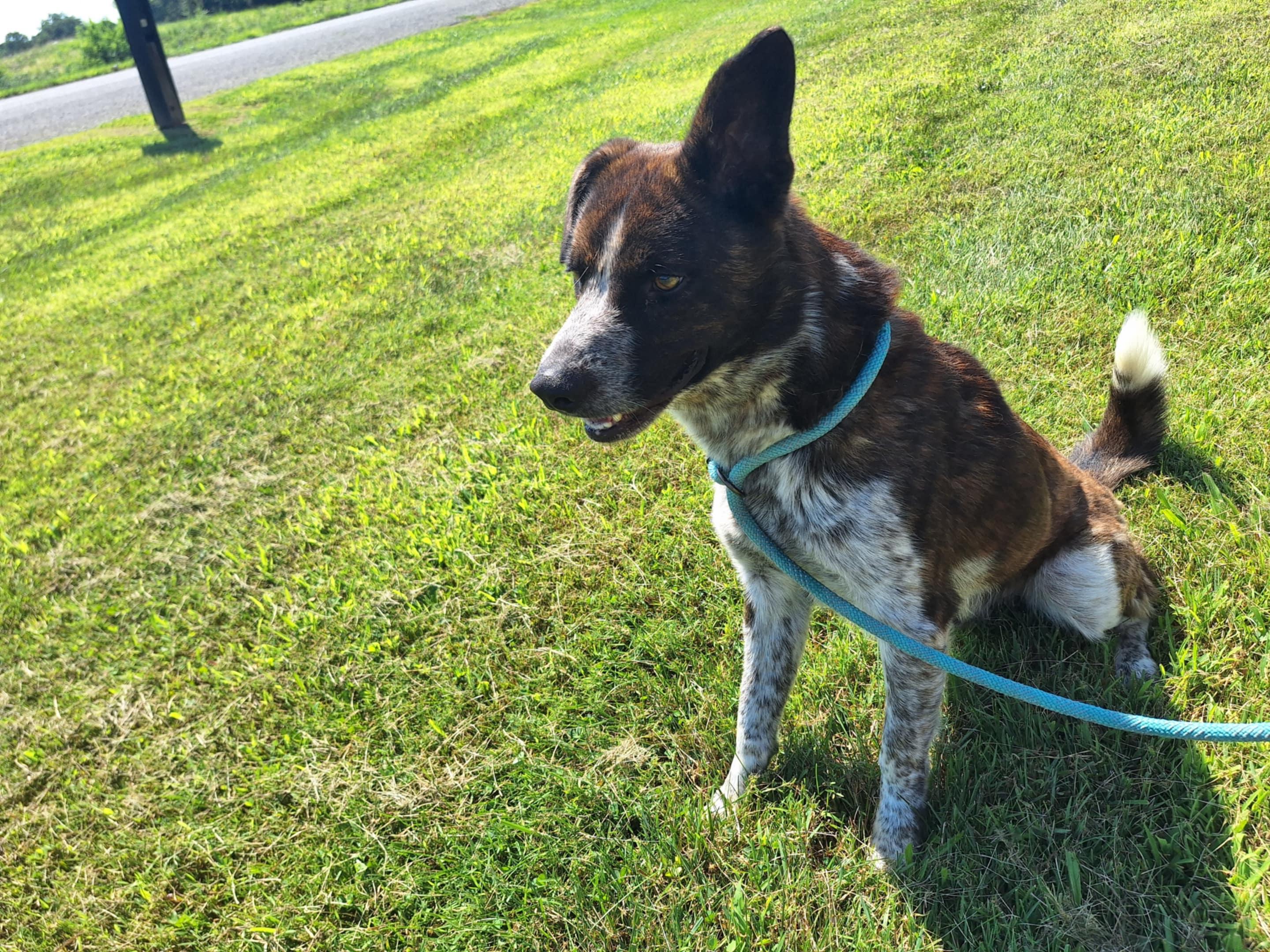 Leo, a Adoptable Mixed Breed in Dublin, VA image 3/3