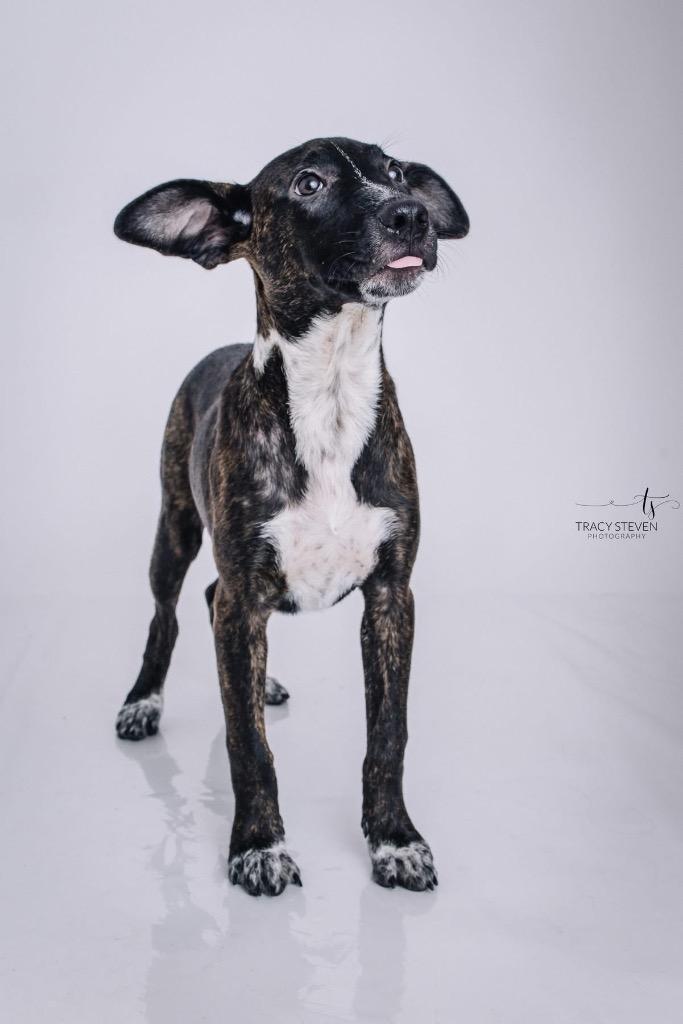 Enlarge Marigold, a Adoptable mixed breed in CONROE, TX image 1/6