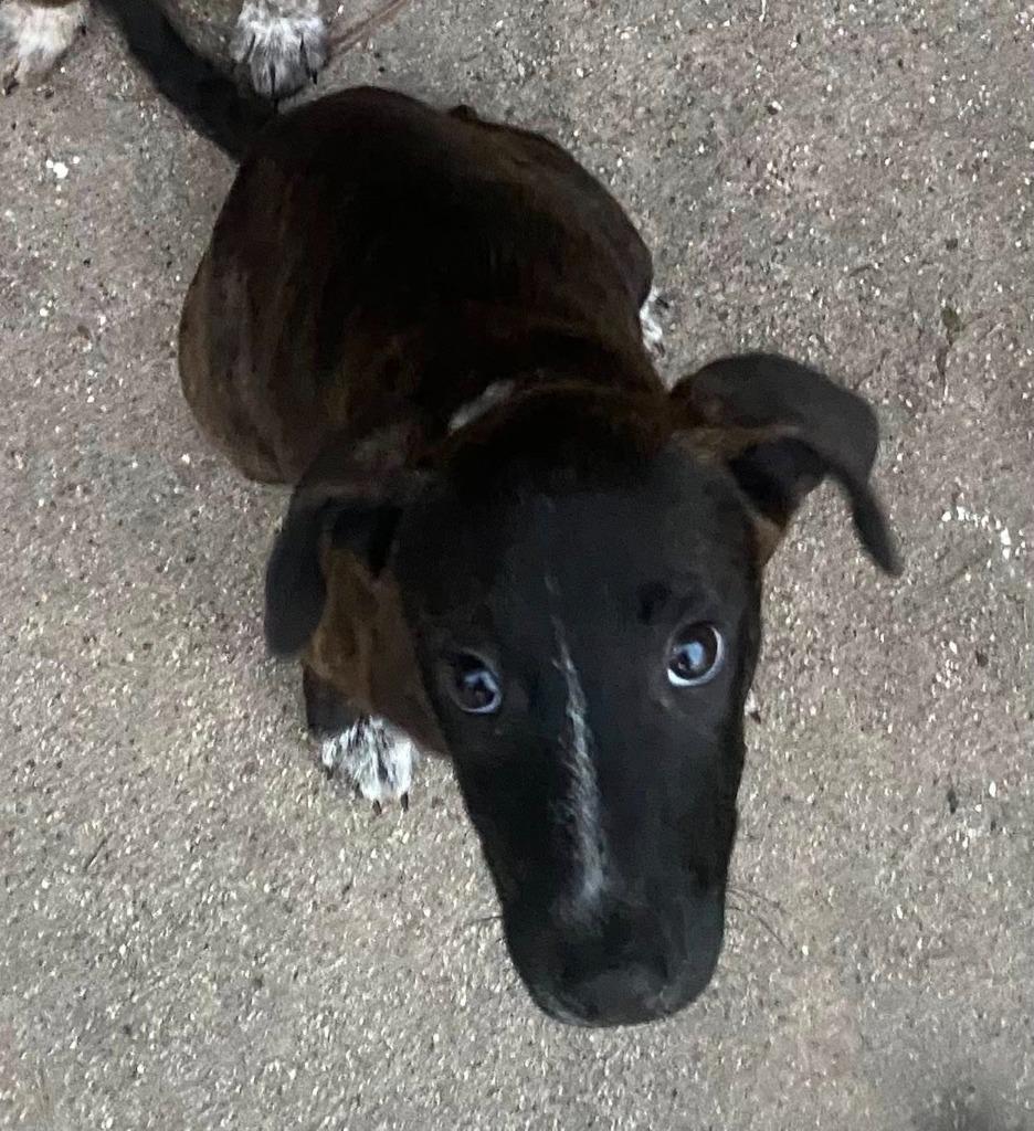 Enlarge Marigold, a Adoptable mixed breed in CONROE, TX image 2/6