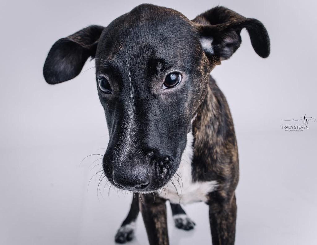 Enlarge Marigold, a Adoptable mixed breed in CONROE, TX image 3/6