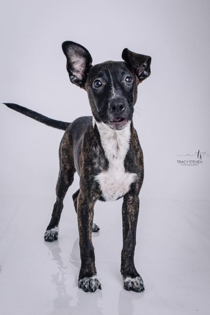 Enlarge Marigold, a Adoptable mixed breed in CONROE, TX image 5/6