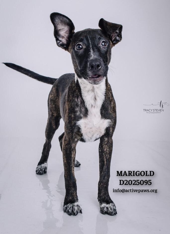 Enlarge Marigold, a Adoptable mixed breed in CONROE, TX image 6/6
