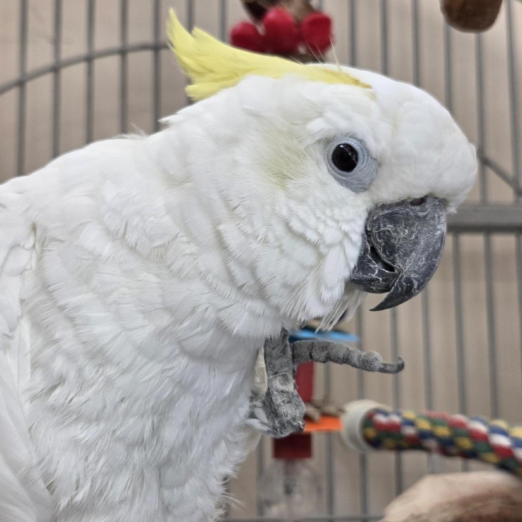 Enlarge Buddi, a Adoptable Cockatoo in Kanab, UT image 1/2