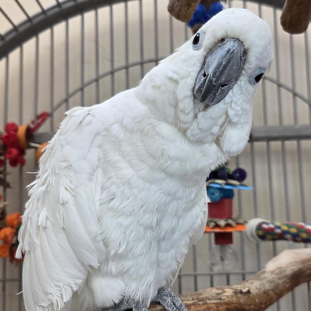 Enlarge Buddi, a Adoptable Cockatoo in Kanab, UT image 2/2