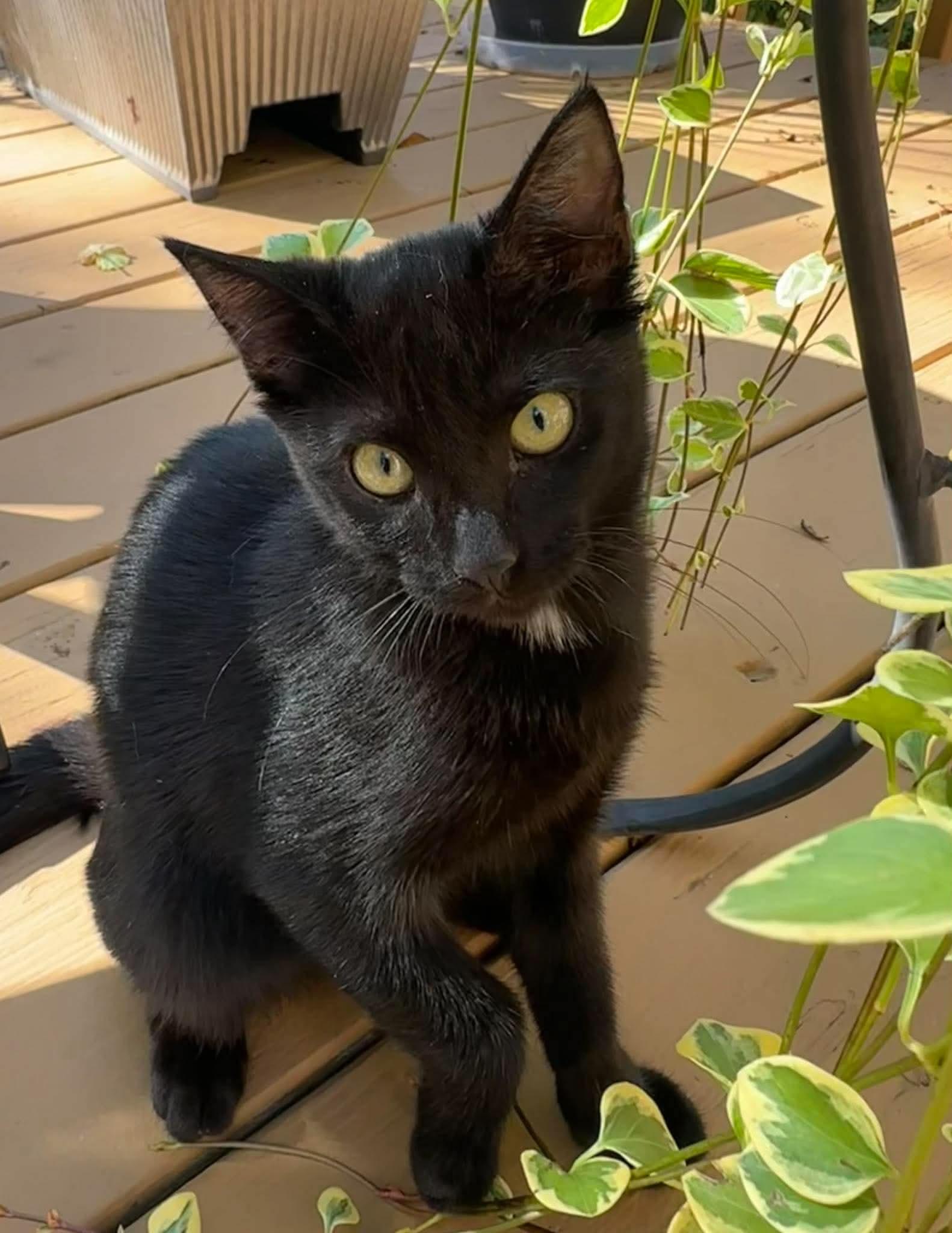 Enlarge Johnna - sweet and affectionate, a Adoption Pending Domestic Medium Hair in Muskego, WI image 2/6