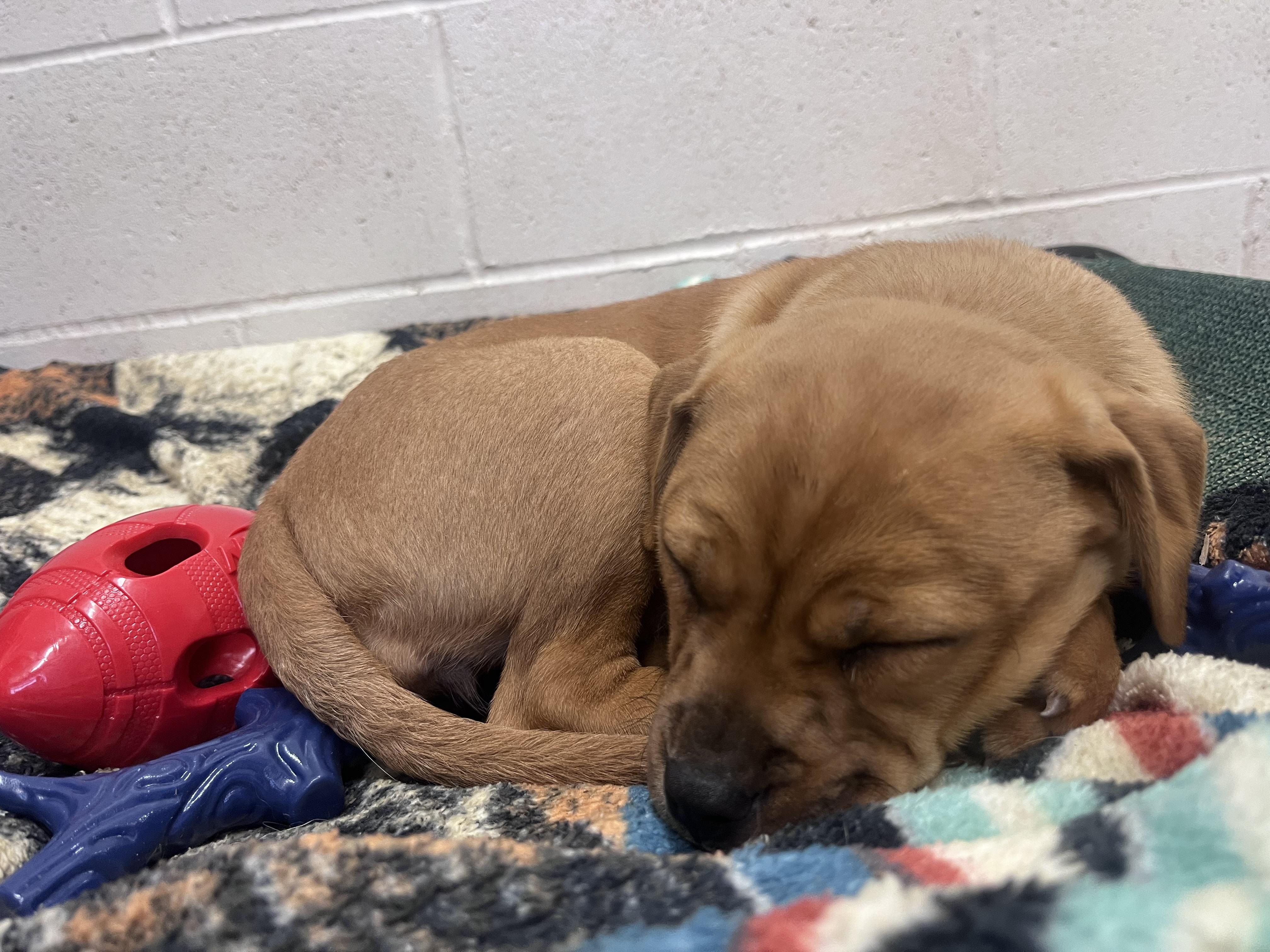 Mocha , a ADOPTABLE Mixed Breed in Shelton, WA image 4/4