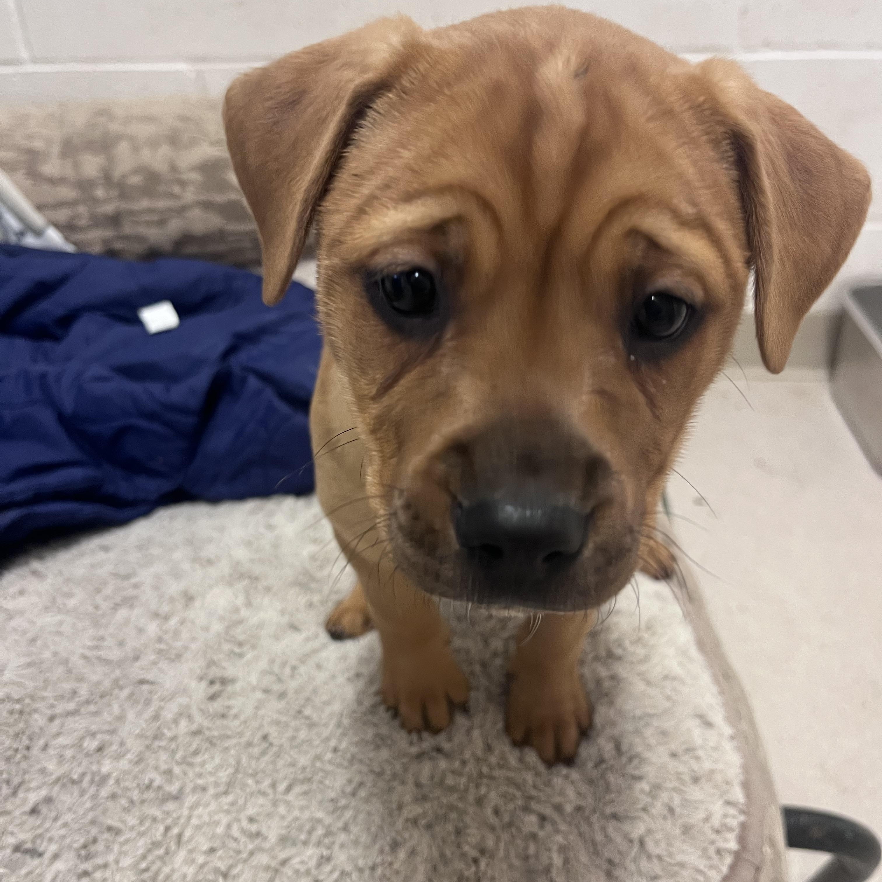 Mocha , a ADOPTABLE Mixed Breed in Shelton, WA image 3/4