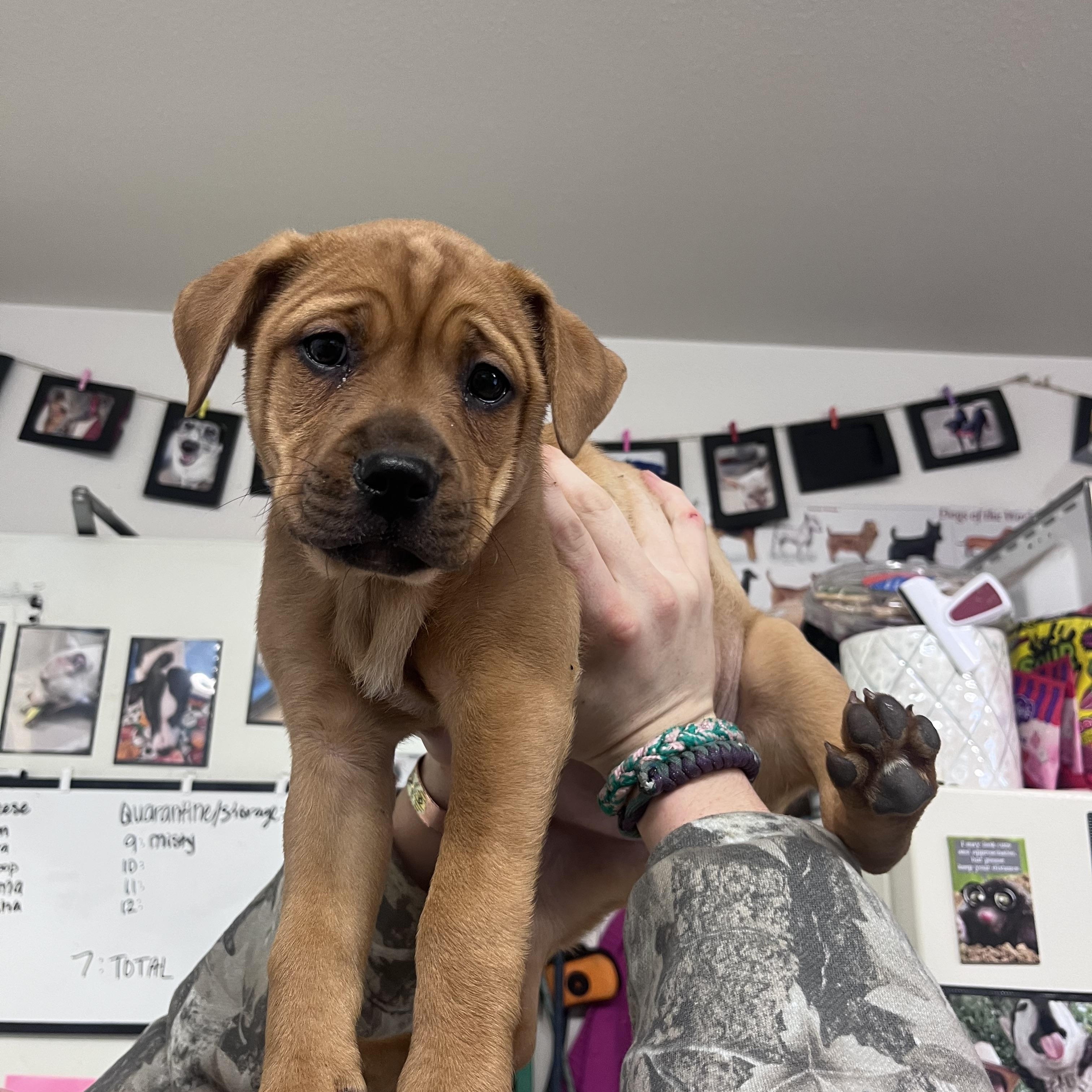 Mocha , ADOPTABLE, Puppy Female Mixed Breed.