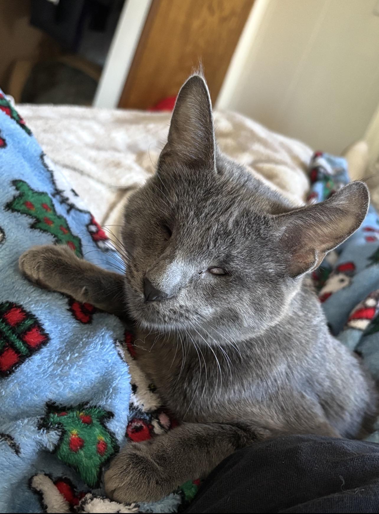 Enlarge Scarlett, a Adopted Russian Blue in Yucaipa, CA image 4/5