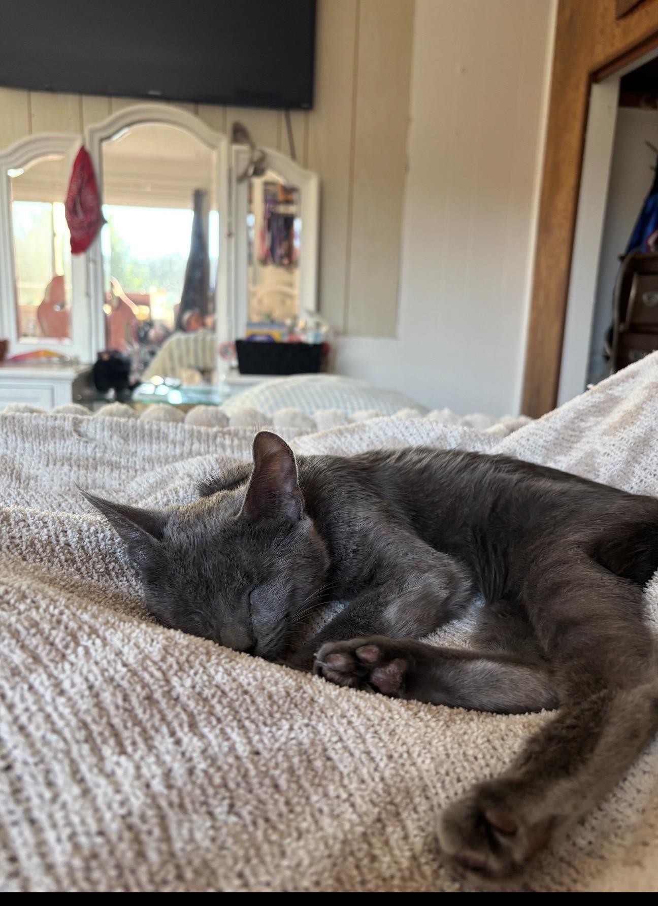 Enlarge Scarlett, a Adopted Russian Blue in Yucaipa, CA image 5/5